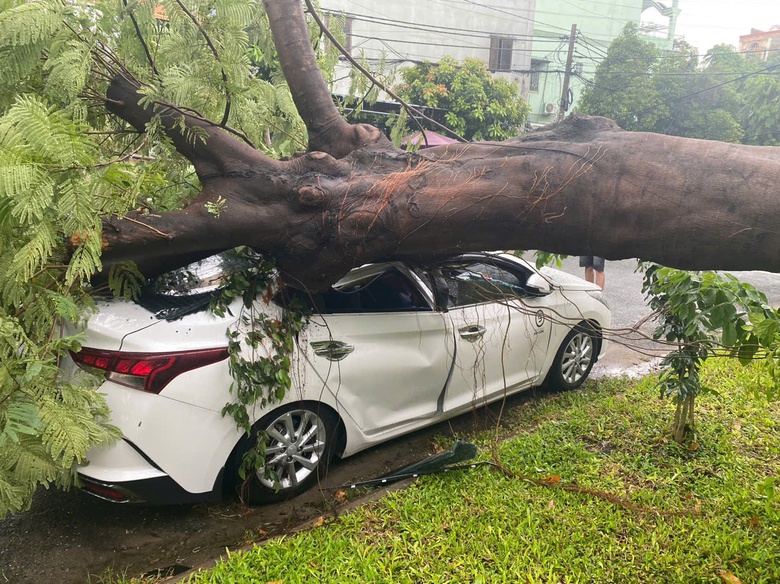 C&acirc;y phượng cổ thụ trong trường tiểu học bật gốc, đ&egrave; hỏng &ocirc; t&ocirc;- Ảnh 1.
