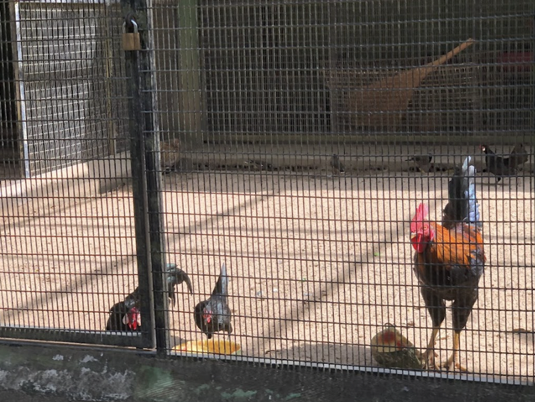 Vụ hổ, b&aacute;o chết h&agrave;ng loạt v&igrave; nhiễm c&uacute;m H5N1: Kết quả x&eacute;t nghiệm c&aacute;c động vật kh&aacute;c thế n&agrave;o?- Ảnh 1.