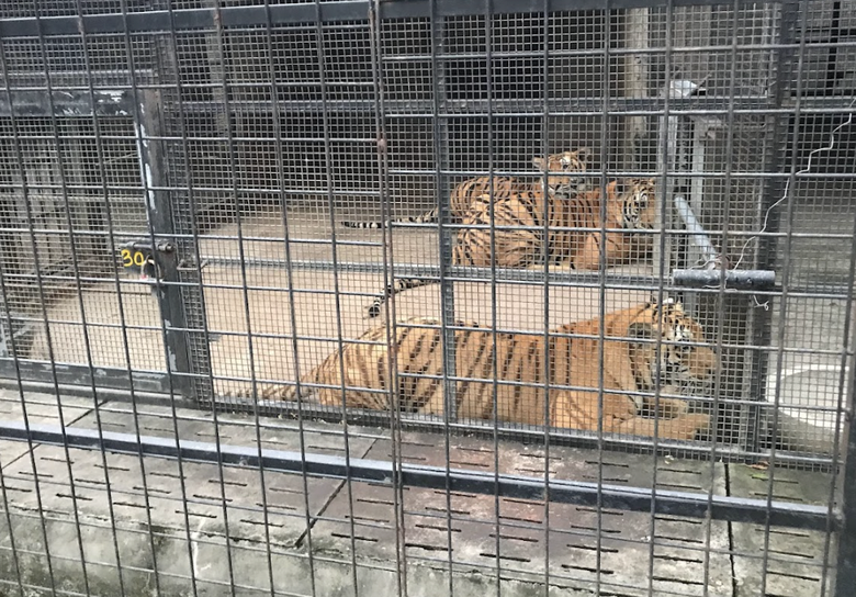 Vụ hổ, b&aacute;o chết h&agrave;ng loạt v&igrave; nhiễm c&uacute;m H5N1: Kết quả x&eacute;t nghiệm c&aacute;c động vật kh&aacute;c thế n&agrave;o?- Ảnh 2.