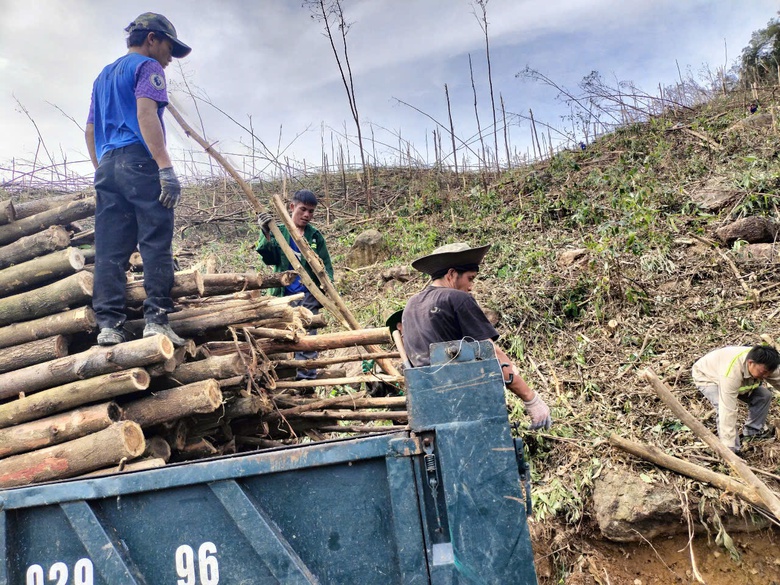 Tan hoang những cánh rừng sau bão Yagi, Quảng Ninh hồi sinh cách nào?- Ảnh 2. Tan hoang những cánh rừng sau bão Yagi, Quảng Ninh hồi sinh cách nào?- Ảnh 2.