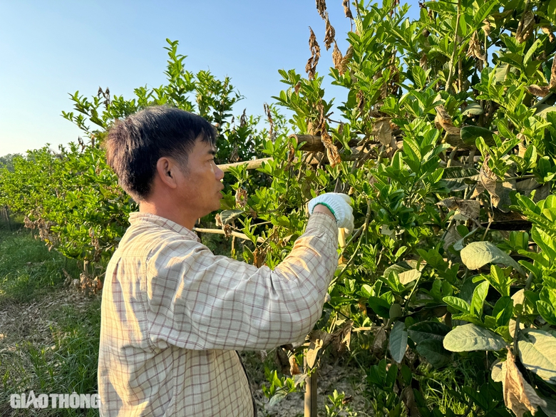 V&igrave; sao vựa trồng phật thủ lớn nhất H&agrave; Nội kh&ocirc;ng được cấp điện để phục hồi sản xuất?- Ảnh 1.
