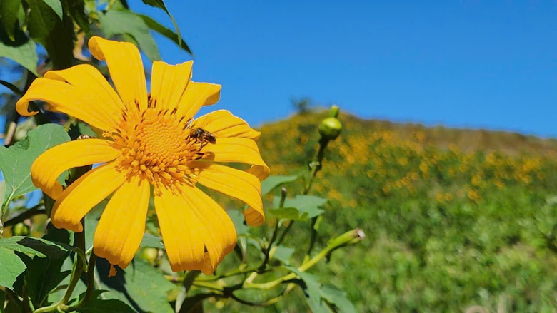 Hoa d&atilde; quỳ rực v&agrave;ng tr&ecirc;n cao nguy&ecirc;n Chư Đăng Ya- Ảnh 5.