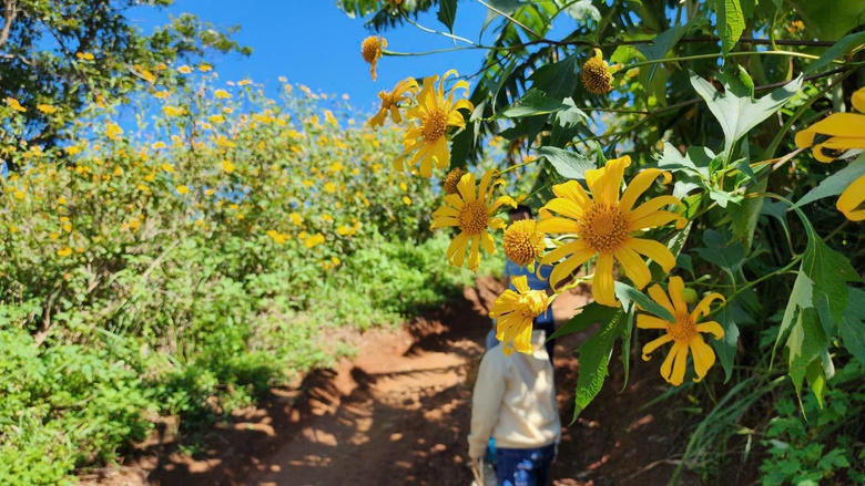 Hoa d&atilde; quỳ rực v&agrave;ng tr&ecirc;n cao nguy&ecirc;n Chư Đăng Ya- Ảnh 7.