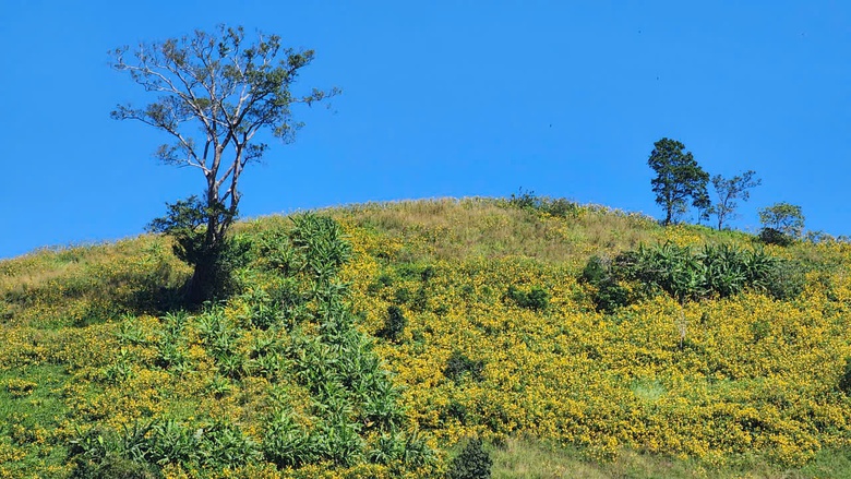 Hoa d&atilde; quỳ rực v&agrave;ng tr&ecirc;n cao nguy&ecirc;n Chư Đăng Ya- Ảnh 6.