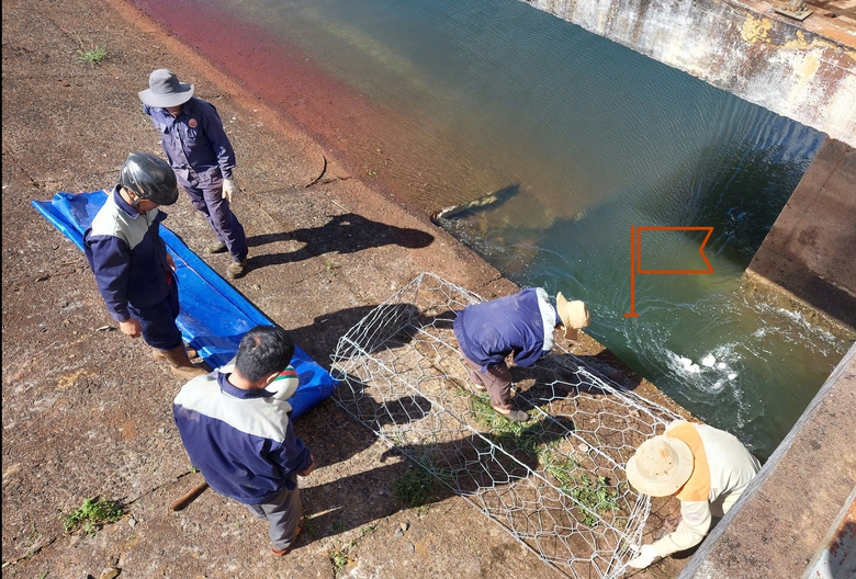 Sụt th&acirc;n đ&ecirc; hồ thủy lợi hơn 20 năm tuổi ở Gia Lai- Ảnh 1.