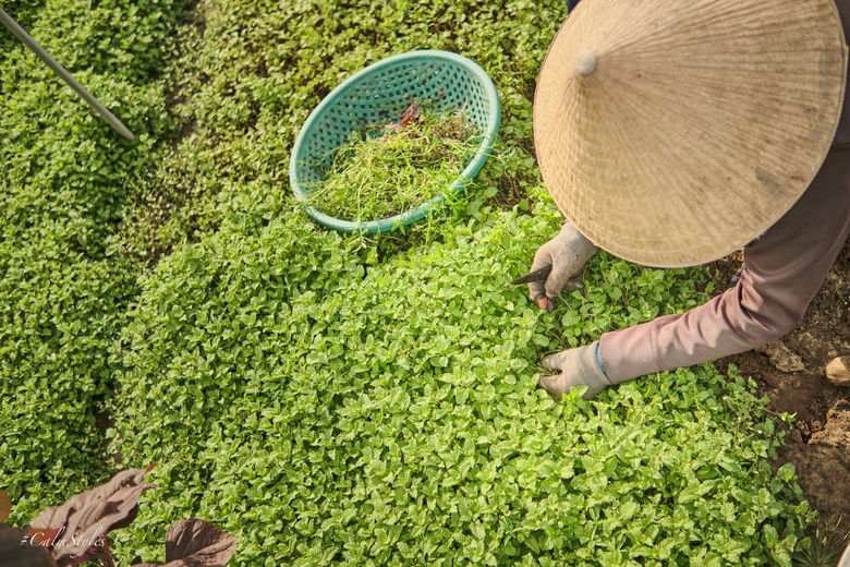 M&ecirc; mẩn vẻ đẹp L&agrave;ng du lịch tốt nhất thế giới năm 2024 ở Quảng Nam- Ảnh 7.