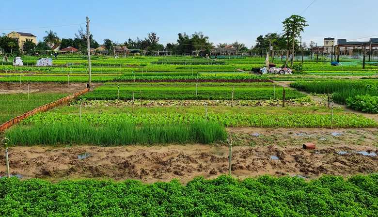 M&ecirc; mẩn vẻ đẹp L&agrave;ng du lịch tốt nhất thế giới năm 2024 ở Quảng Nam- Ảnh 5.