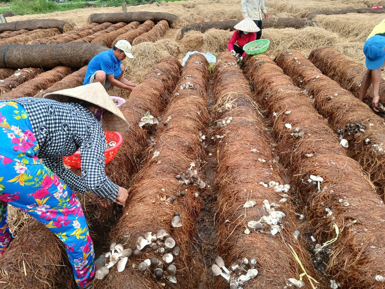 Trồng nấm ven đường l&uacute;c n&ocirc;ng nh&agrave;n, n&ocirc;ng d&acirc;n miền T&acirc;y thu bạc triệu mỗi ng&agrave;y- Ảnh 4.