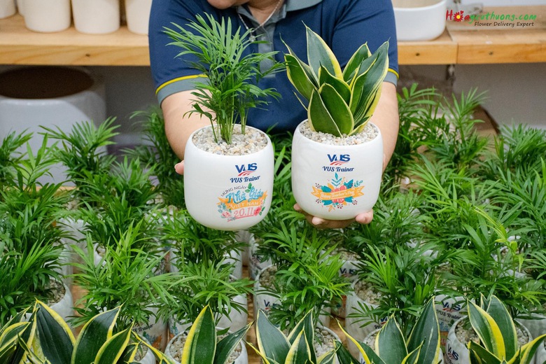 C&acirc;y phong thủy, bonsai h&uacute;t kh&aacute;ch mua dịp 20/11- Ảnh 8.