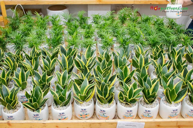 C&acirc;y phong thủy, bonsai h&uacute;t kh&aacute;ch mua dịp 20/11- Ảnh 11.