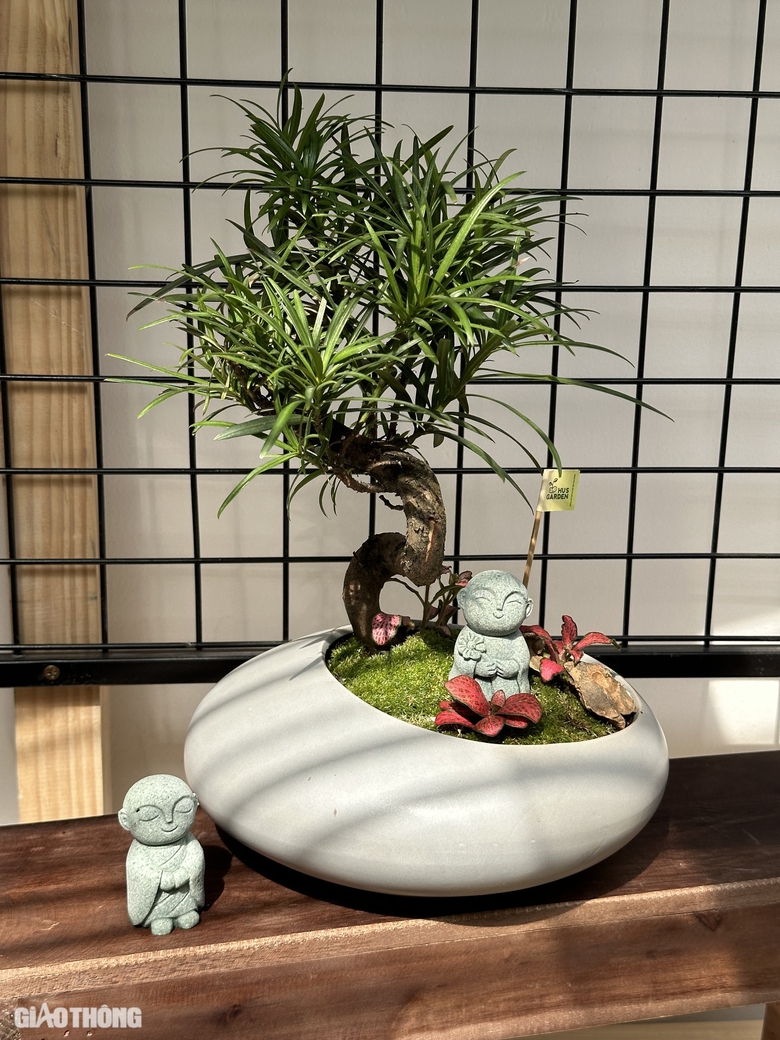 C&acirc;y phong thủy, bonsai h&uacute;t kh&aacute;ch mua dịp 20/11- Ảnh 7.