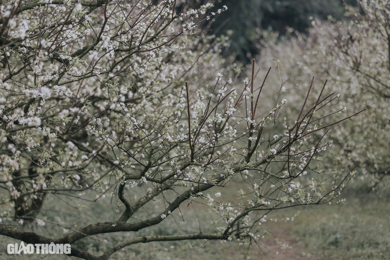 Đẹp nao l&ograve;ng hoa mận nở sớm ở cao nguy&ecirc;n Mộc Ch&acirc;u- Ảnh 2.