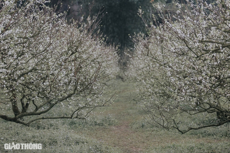 Đẹp nao l&ograve;ng hoa mận nở sớm ở cao nguy&ecirc;n Mộc Ch&acirc;u- Ảnh 1.