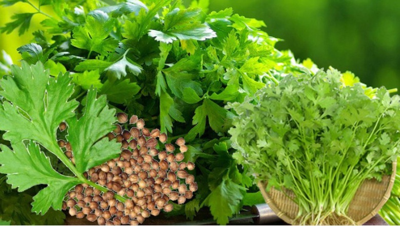 Loại rau gia vị gi&uacute;p kiểm so&aacute;t đường huyết tốt nhưng c&oacute; 5 nh&oacute;m người kh&ocirc;ng n&ecirc;n ăn- Ảnh 2.