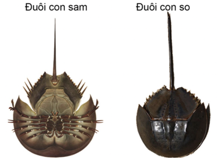 Hai người đ&agrave;n &ocirc;ng nhập viện sau bữa ăn hải sản- Ảnh 1.