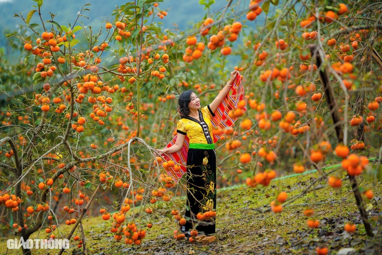 Mê mẩn vườn hồng chín mọng ở Mộc Châu, du khách đổ xô săn ảnh đẹp- Ảnh 7. Mê mẩn vườn hồng chín mọng ở Mộc Châu, du khách đổ xô săn ảnh đẹp- Ảnh 7.