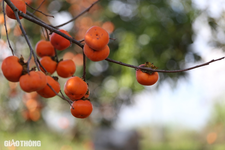 Mê mẩn vườn hồng chín mọng ở Mộc Châu, du khách đổ xô săn ảnh đẹp- Ảnh 12. Mê mẩn vườn hồng chín mọng ở Mộc Châu, du khách đổ xô săn ảnh đẹp- Ảnh 12.
