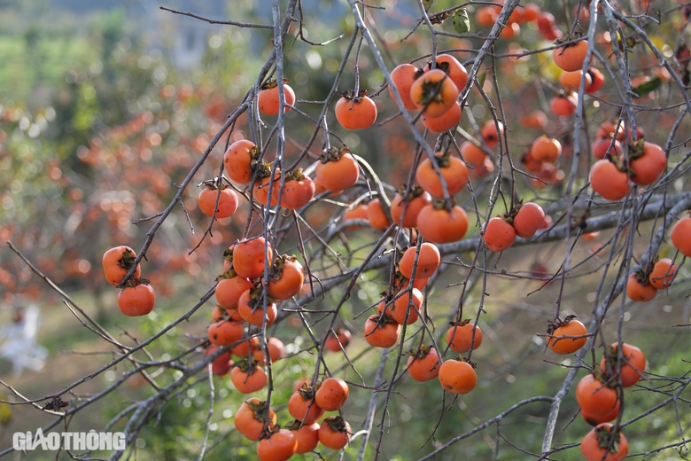 Mê mẩn vườn hồng chín mọng ở Mộc Châu, du khách đổ xô săn ảnh đẹp- Ảnh 2. Mê mẩn vườn hồng chín mọng ở Mộc Châu, du khách đổ xô săn ảnh đẹp- Ảnh 2.