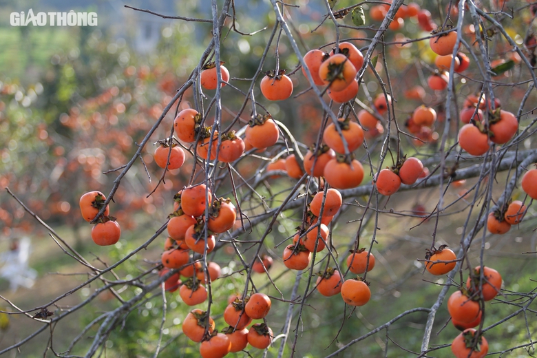 Mê mẩn vườn hồng chín mọng ở Mộc Châu, du khách đổ xô săn ảnh đẹp- Ảnh 4. Mê mẩn vườn hồng chín mọng ở Mộc Châu, du khách đổ xô săn ảnh đẹp- Ảnh 4.
