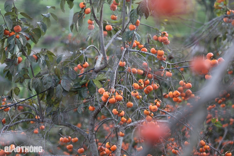 Mê mẩn vườn hồng chín mọng ở Mộc Châu, du khách đổ xô săn ảnh đẹp- Ảnh 1. Mê mẩn vườn hồng chín mọng ở Mộc Châu, du khách đổ xô săn ảnh đẹp- Ảnh 1.