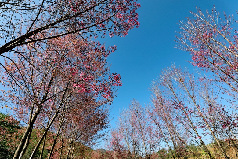 Đến Y&ecirc;n B&aacute;i, ngắm sắc hồng phủ k&iacute;n lễ hội hoa Tớ d&agrave;y v&agrave; Festival kh&egrave;n M&ocirc;ng- Ảnh 2.