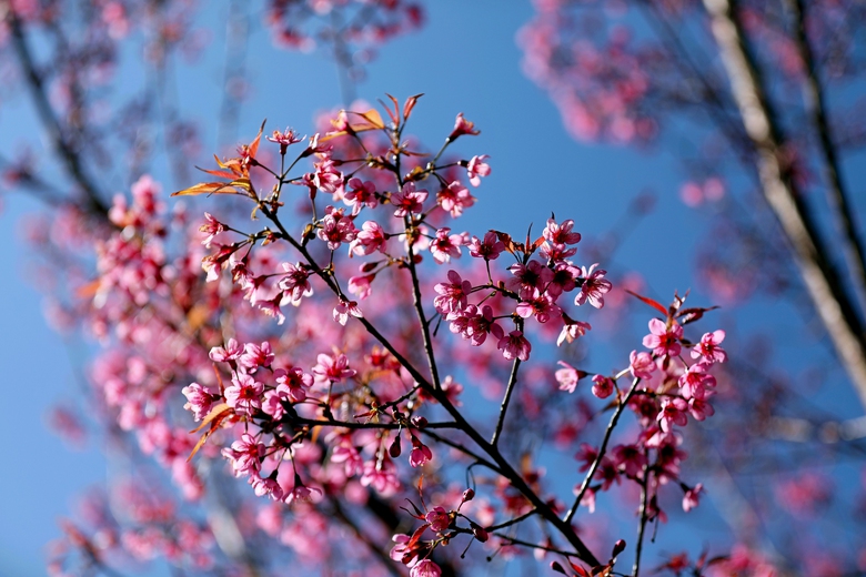 Đến Y&ecirc;n B&aacute;i, ngắm sắc hồng phủ k&iacute;n lễ hội hoa Tớ d&agrave;y v&agrave; Festival kh&egrave;n M&ocirc;ng- Ảnh 5.