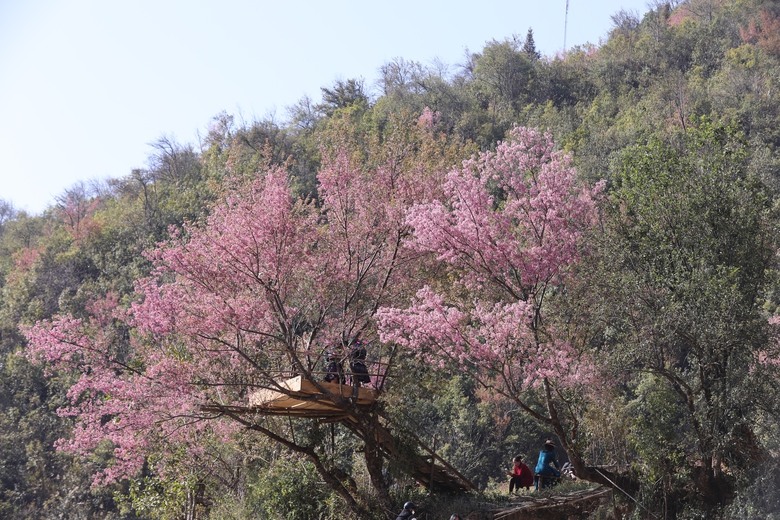 Đến Y&ecirc;n B&aacute;i, ngắm sắc hồng phủ k&iacute;n lễ hội hoa Tớ d&agrave;y v&agrave; Festival kh&egrave;n M&ocirc;ng- Ảnh 4.