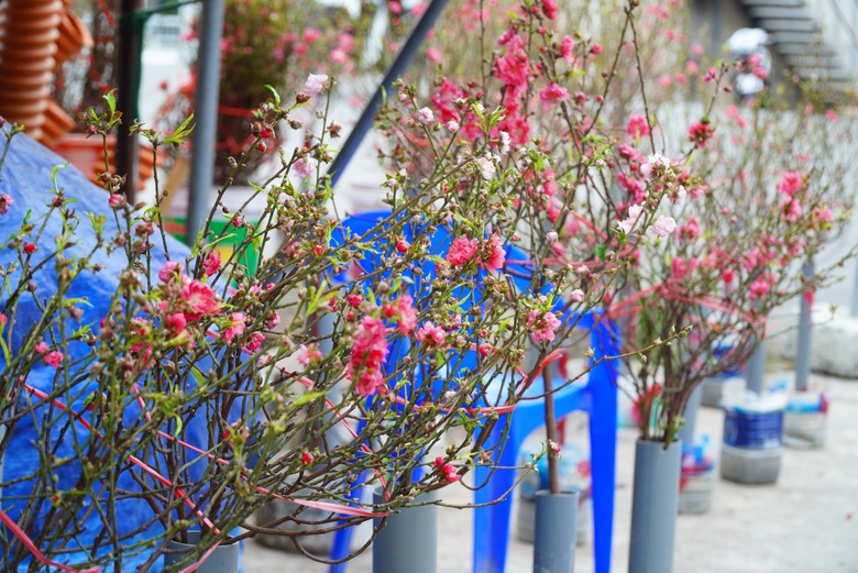 Đào khoe sắc, quất phô dáng hút khách mua về chơi Tết sớm- Ảnh 9. Đào khoe sắc, quất phô dáng hút khách mua về chơi Tết sớm- Ảnh 9.