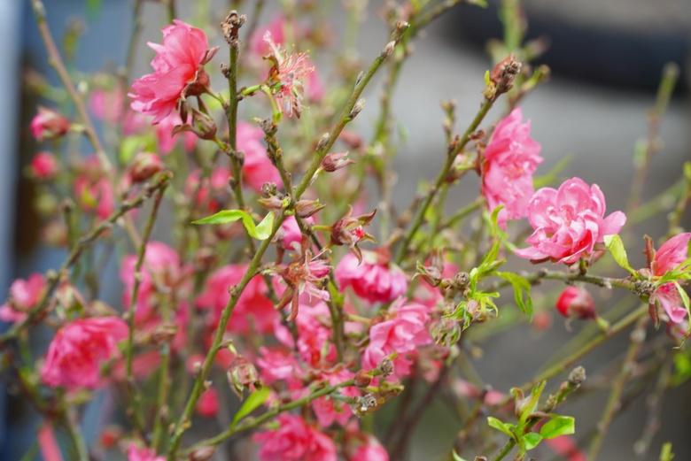 Đào khoe sắc, quất phô dáng hút khách mua về chơi Tết sớm- Ảnh 4. Đào khoe sắc, quất phô dáng hút khách mua về chơi Tết sớm- Ảnh 4.