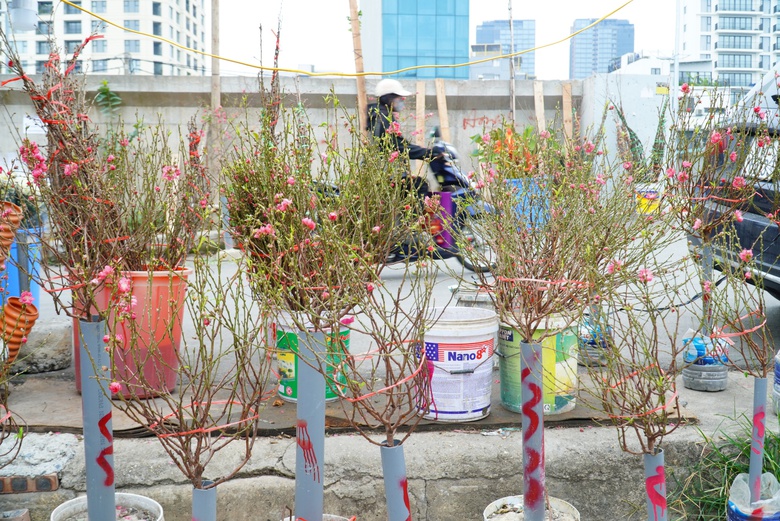 Đào khoe sắc, quất phô dáng hút khách mua về chơi Tết sớm- Ảnh 7. Đào khoe sắc, quất phô dáng hút khách mua về chơi Tết sớm- Ảnh 7.