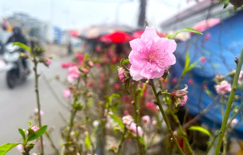 Đào khoe sắc, quất phô dáng hút khách mua về chơi Tết sớm- Ảnh 8. Đào khoe sắc, quất phô dáng hút khách mua về chơi Tết sớm- Ảnh 8.