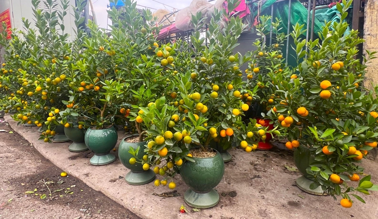 Đào khoe sắc, quất phô dáng hút khách mua về chơi Tết sớm- Ảnh 11. Đào khoe sắc, quất phô dáng hút khách mua về chơi Tết sớm- Ảnh 11.