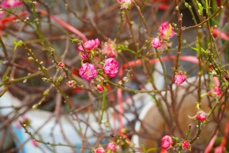 Đào khoe sắc, quất phô dáng hút khách mua về chơi Tết sớm- Ảnh 3. Đào khoe sắc, quất phô dáng hút khách mua về chơi Tết sớm- Ảnh 3.