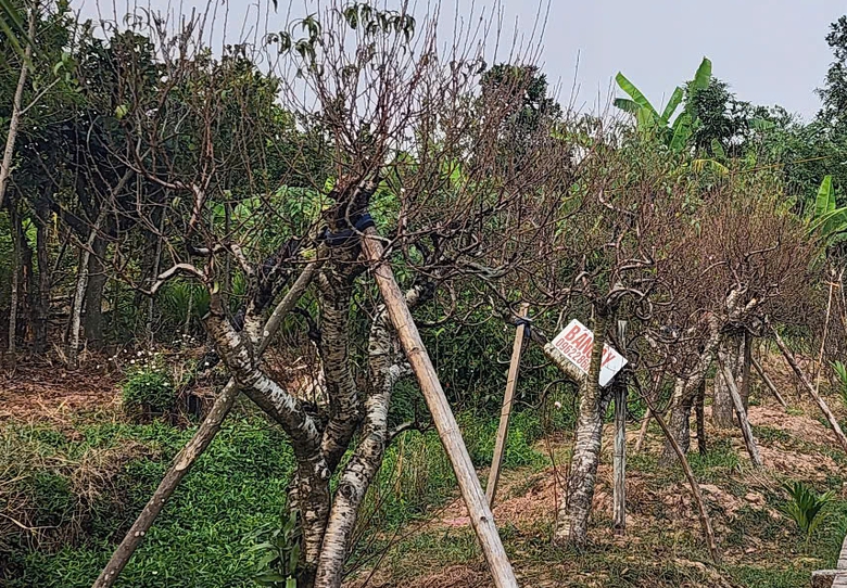 Vựa đ&agrave;o Th&aacute;i B&igrave;nh tất bật v&agrave;o vụ Tết, thương l&aacute;i đặt cả vườn- Ảnh 3.