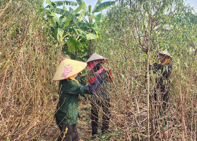 Vựa đ&agrave;o Th&aacute;i B&igrave;nh tất bật v&agrave;o vụ Tết, thương l&aacute;i đặt cả vườn- Ảnh 1.