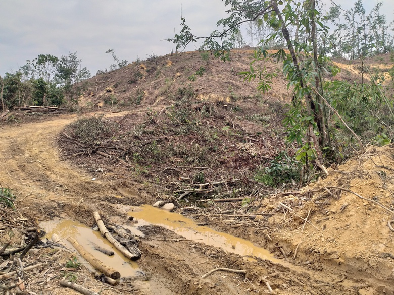 Bị tố lợi dụng b&atilde;o số 3 để "cạo trọc" rừng ph&ograve;ng hộ hồ Khe Giữa, doanh nghiệp n&oacute;i g&igrave;?- Ảnh 1.