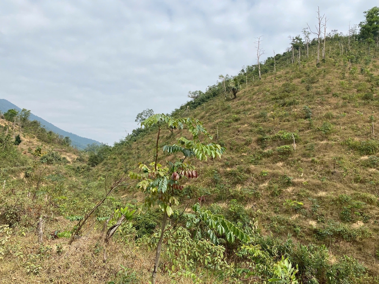 Bị tố lợi dụng b&atilde;o số 3 để "cạo trọc" rừng ph&ograve;ng hộ hồ Khe Giữa, doanh nghiệp n&oacute;i g&igrave;?- Ảnh 3.