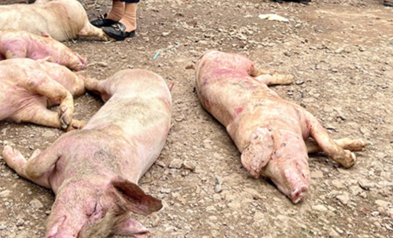 Ph&aacute;t hiện cơ sở giết mổ chứa hơn 7 tấn heo chết kh&ocirc;ng r&otilde; nguồn gốc- Ảnh 1.