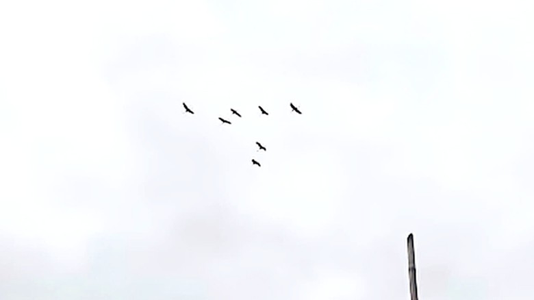 Đồng Th&aacute;p: Đ&agrave;n sếu đầu đỏ bất ngờ quay trở lại Vườn quốc gia Tr&agrave;m Chim- Ảnh 1.