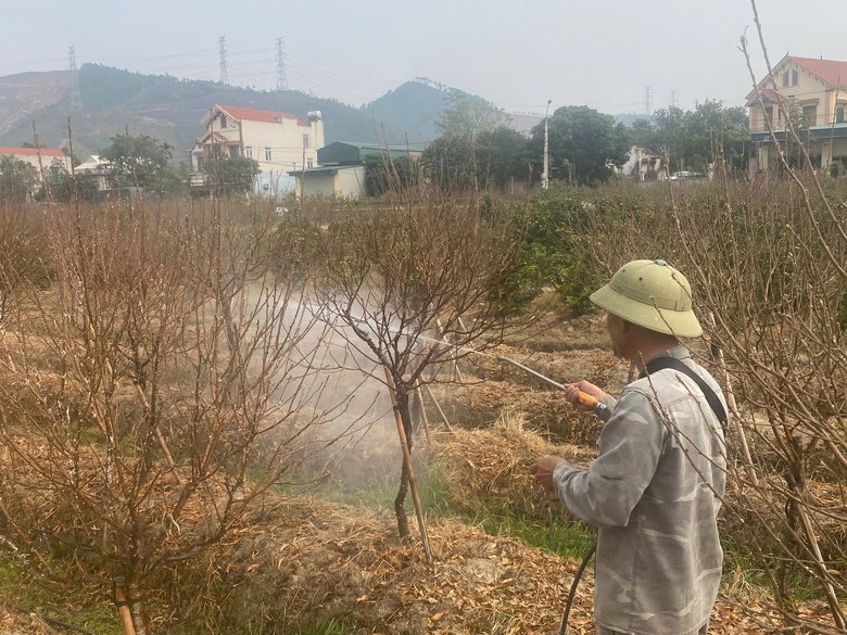 Thủ phủ đ&agrave;o, quất đất mỏ rộn r&agrave;ng v&agrave;o vụ Tết- Ảnh 4.