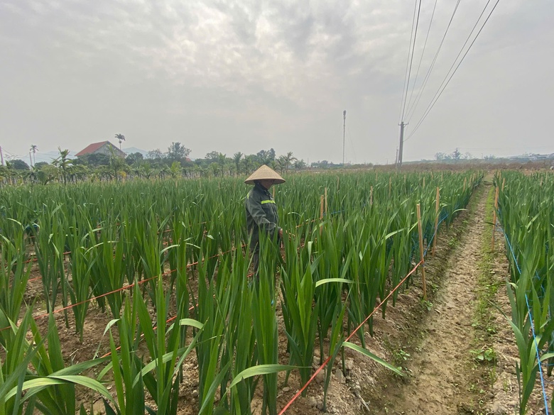 Thủ phủ đ&agrave;o, quất đất mỏ rộn r&agrave;ng v&agrave;o vụ Tết- Ảnh 3.