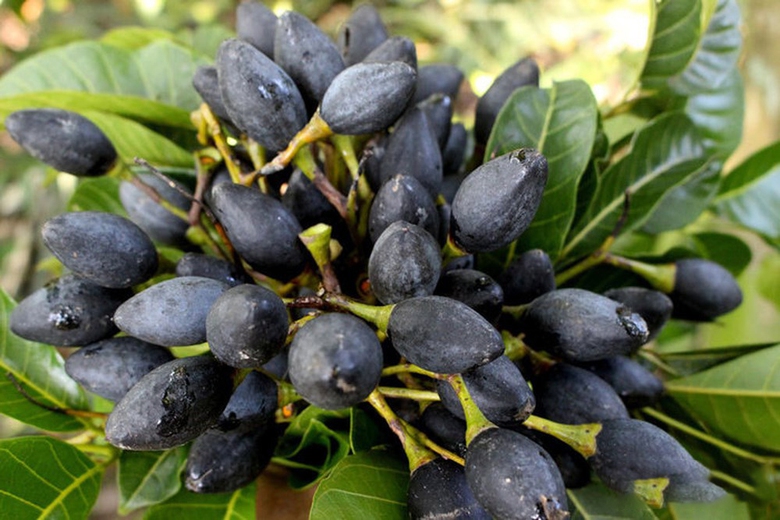 Loại quả m&agrave;u đen &iacute;t người biết, gi&uacute;p giải rượu, bảo vệ gan, chữa h&oacute;c xương- Ảnh 1.