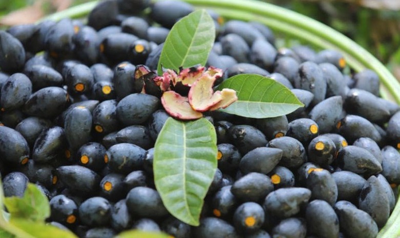 Loại quả m&agrave;u đen &iacute;t người biết, gi&uacute;p giải rượu, bảo vệ gan, chữa h&oacute;c xương- Ảnh 5.
