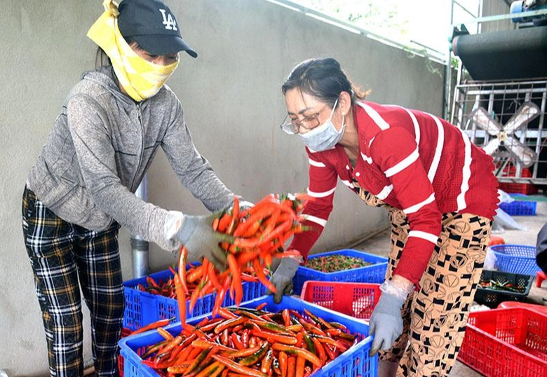 Quảng Ng&atilde;i đồng h&agrave;nh c&ugrave;ng n&ocirc;ng d&acirc;n đưa sản phẩm n&ocirc;ng nghiệp xuất khẩu- Ảnh 1.