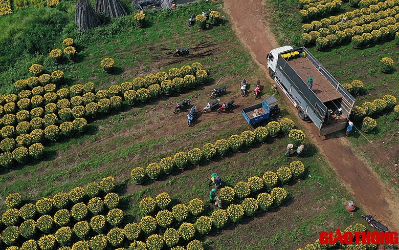 Làng hoa lớn nhất Đồng Nai tất bật vào vụ Tết, xe nườm nượp đưa hoa đi muôn nơi- Ảnh 1. Làng hoa lớn nhất Đồng Nai tất bật vào vụ Tết, xe nườm nượp đưa hoa đi muôn nơi- Ảnh 1.