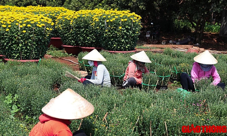 Làng hoa lớn nhất Đồng Nai tất bật vào vụ Tết, xe nườm nượp đưa hoa đi muôn nơi- Ảnh 4. Làng hoa lớn nhất Đồng Nai tất bật vào vụ Tết, xe nườm nượp đưa hoa đi muôn nơi- Ảnh 4.