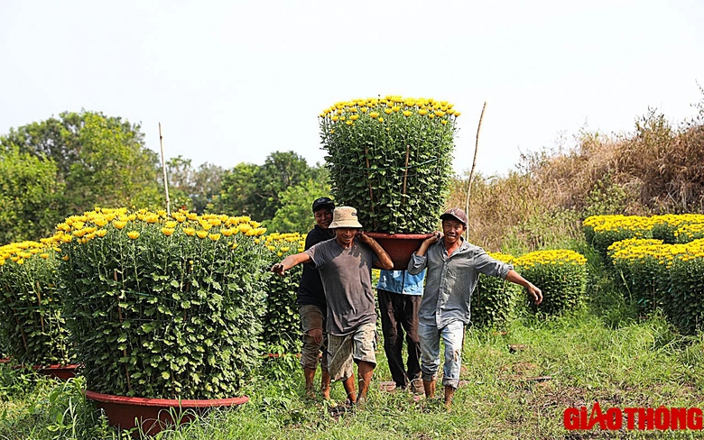 Làng hoa lớn nhất Đồng Nai tất bật vào vụ Tết, xe nườm nượp đưa hoa đi muôn nơi- Ảnh 5. Làng hoa lớn nhất Đồng Nai tất bật vào vụ Tết, xe nườm nượp đưa hoa đi muôn nơi- Ảnh 5.