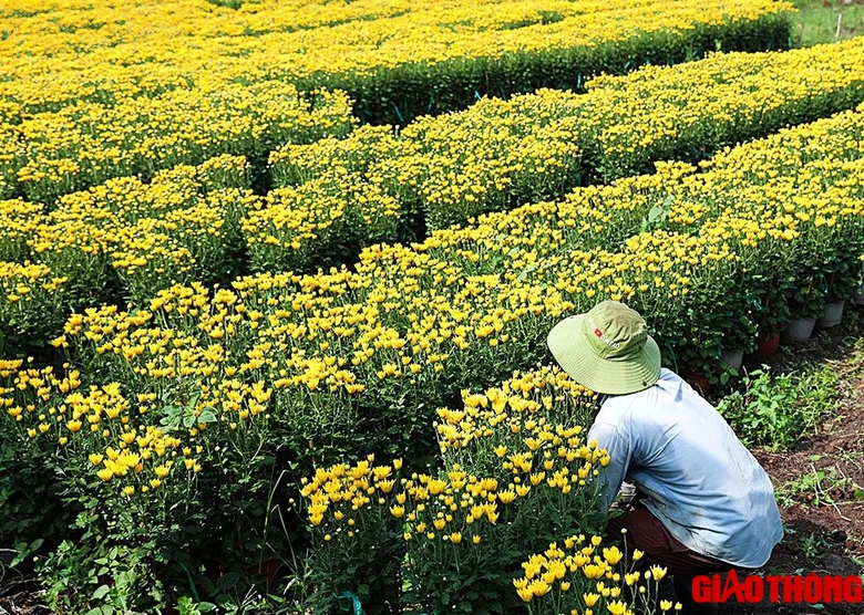 Làng hoa lớn nhất Đồng Nai tất bật vào vụ Tết, xe nườm nượp đưa hoa đi muôn nơi- Ảnh 7. Làng hoa lớn nhất Đồng Nai tất bật vào vụ Tết, xe nườm nượp đưa hoa đi muôn nơi- Ảnh 7.