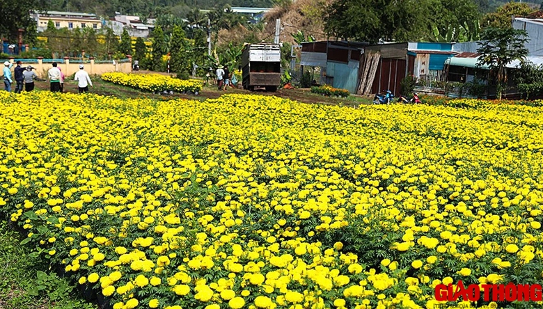 Làng hoa lớn nhất Đồng Nai tất bật vào vụ Tết, xe nườm nượp đưa hoa đi muôn nơi- Ảnh 8. Làng hoa lớn nhất Đồng Nai tất bật vào vụ Tết, xe nườm nượp đưa hoa đi muôn nơi- Ảnh 8.