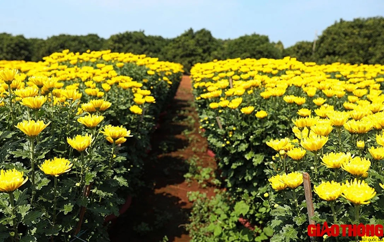 Làng hoa lớn nhất Đồng Nai tất bật vào vụ Tết, xe nườm nượp đưa hoa đi muôn nơi- Ảnh 9. Làng hoa lớn nhất Đồng Nai tất bật vào vụ Tết, xe nườm nượp đưa hoa đi muôn nơi- Ảnh 9.